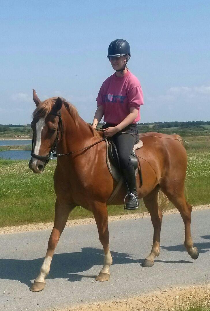 Anden særlig race Pollux billede 4