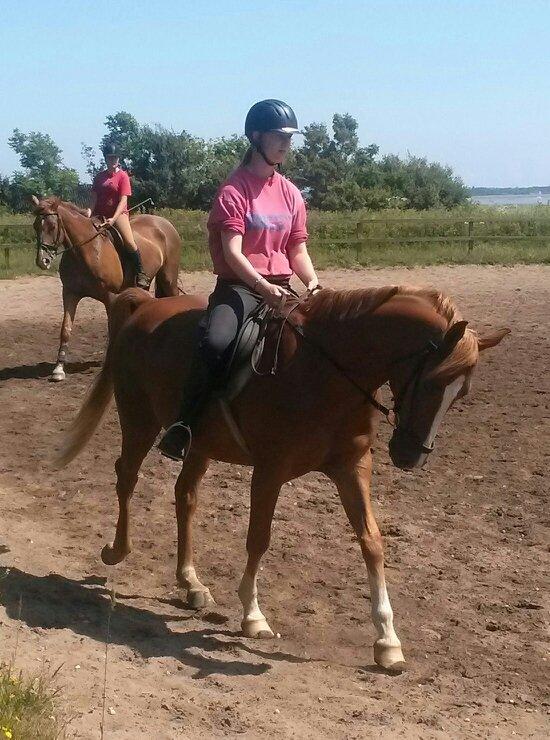 Anden særlig race Pollux - første dressur time på pollux<3 billede 5