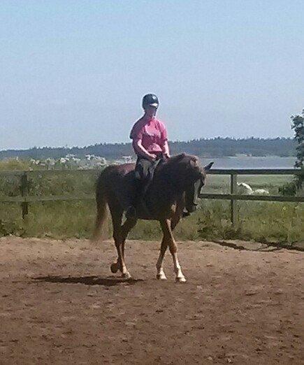 Anden særlig race Pollux billede 6