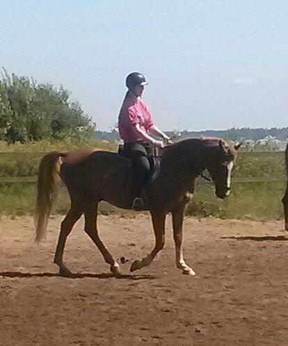 Anden særlig race Pollux billede 7