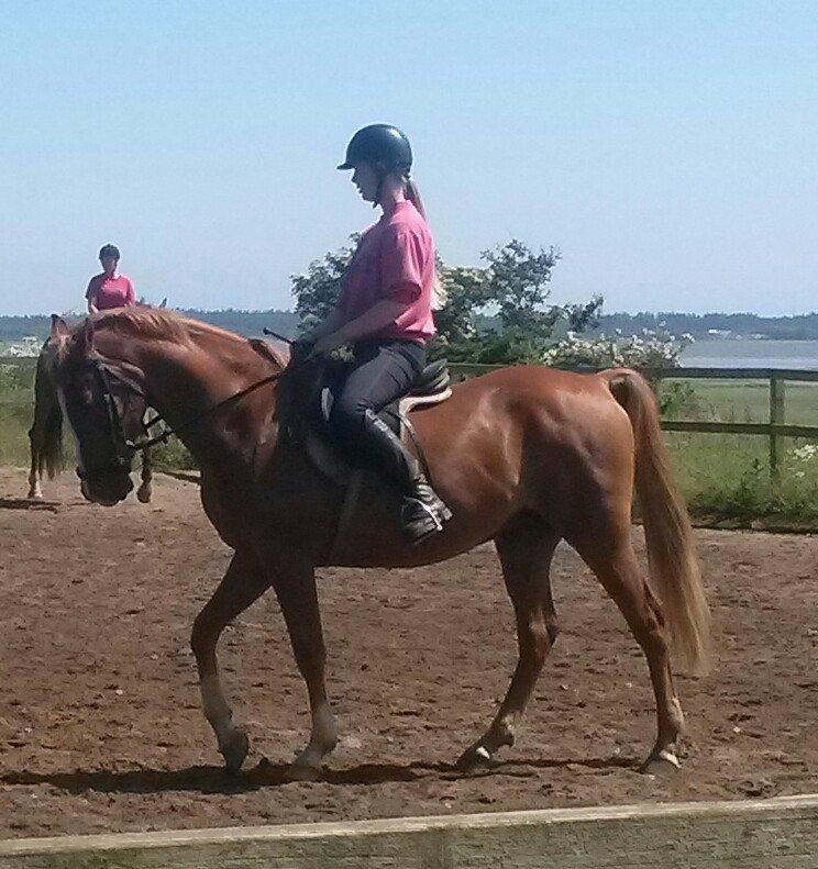 Anden særlig race Pollux billede 8