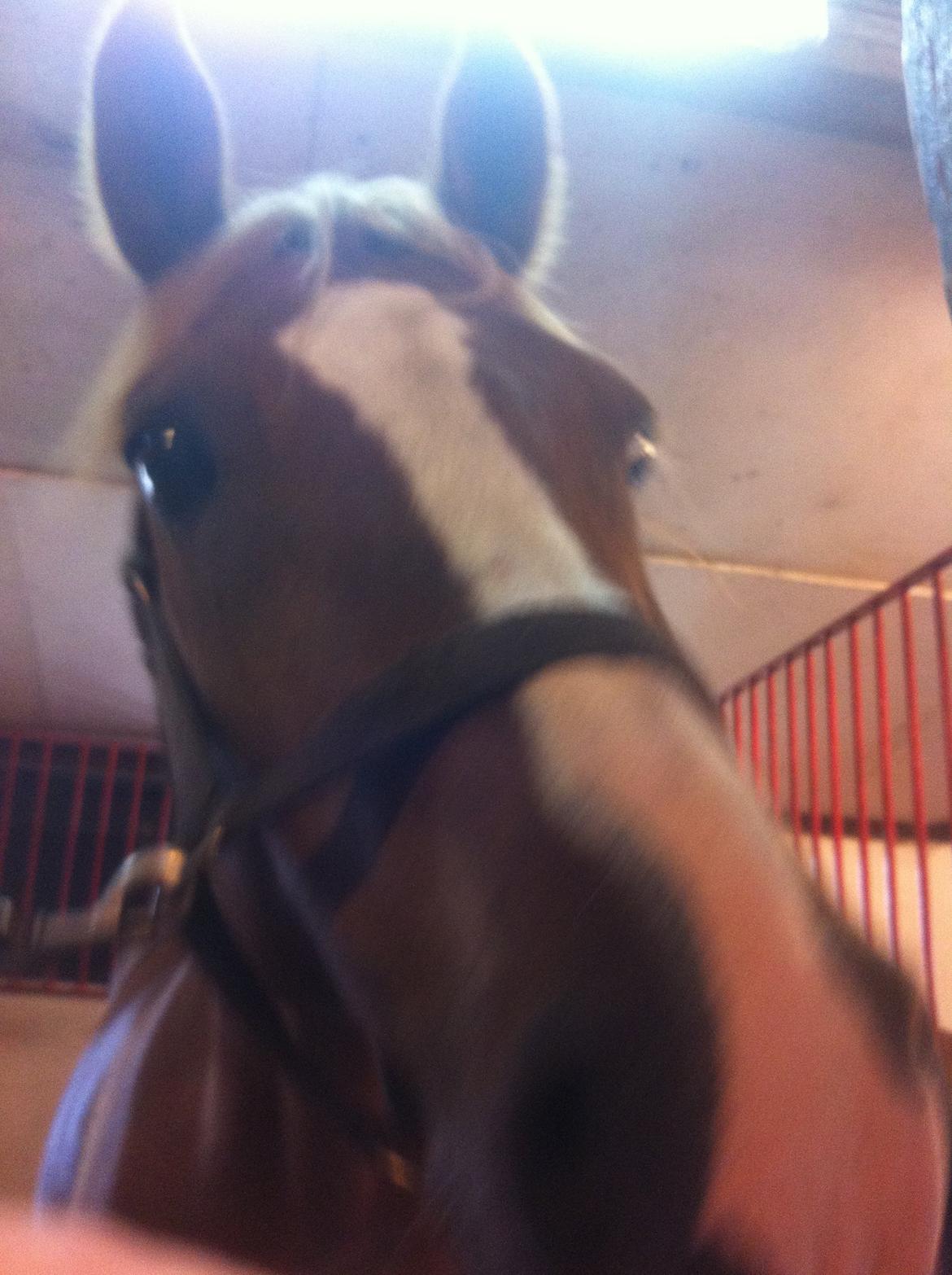 Anden særlig race Pollux billede 10