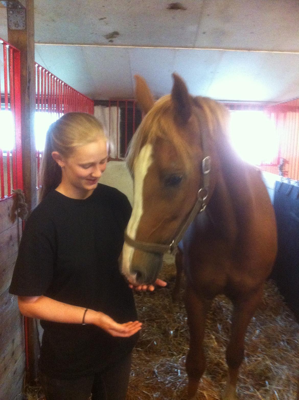 Anden særlig race Pollux billede 14