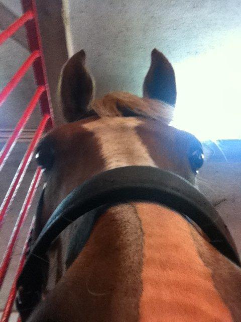 Anden særlig race Pollux - "hej, jeg hedder pollux, haha humor, DEEEEEE! billede 16