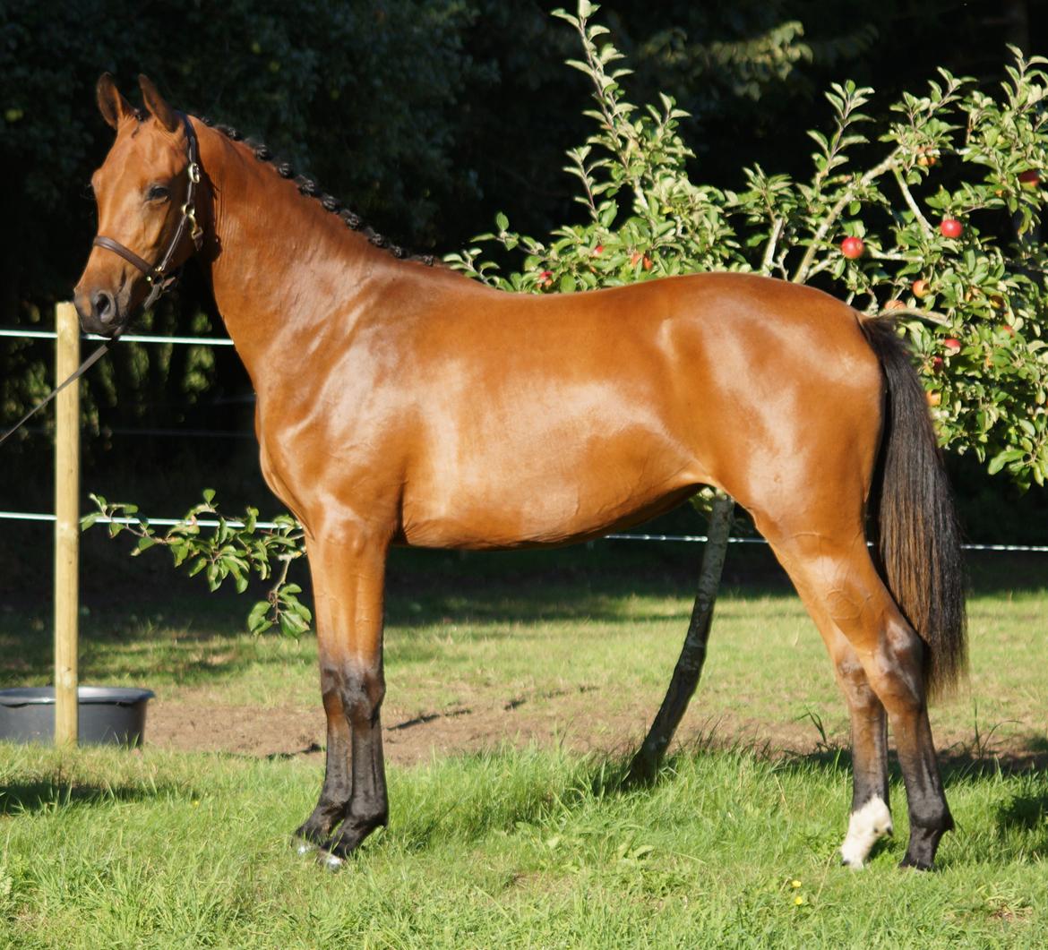 Dansk Varmblod Naya KK billede 1