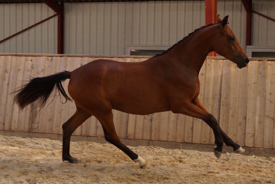 Dansk Varmblod Naya KK billede 3