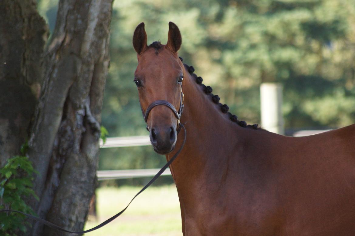 Dansk Varmblod Naya KK billede 4