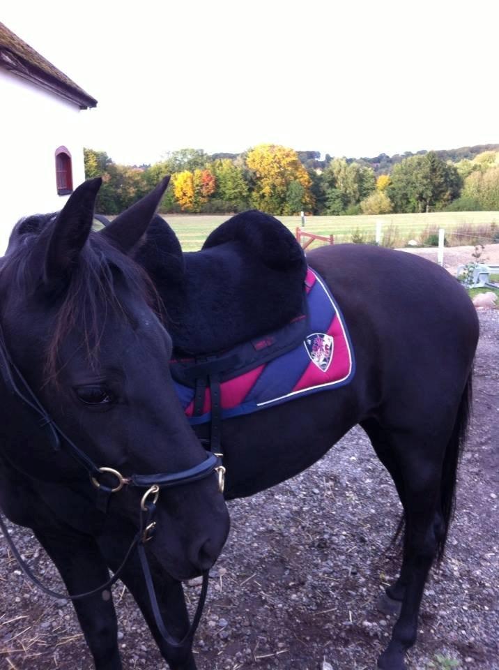 Anden særlig race Ayla (Tidl. hest) billede 5