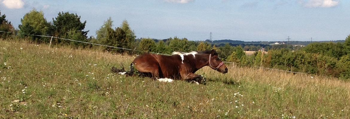 Anden særlig race Bianca billede 3