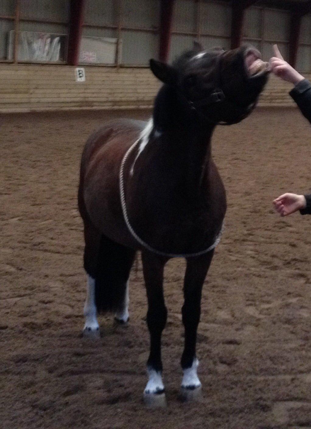 Anden særlig race Bianca billede 4