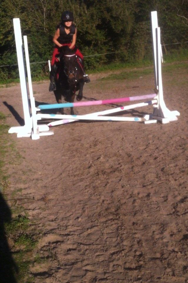 Anden særlig race Miss JJ billede 9