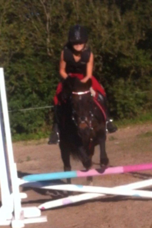 Anden særlig race Miss JJ billede 10