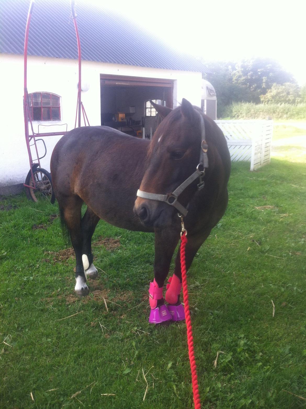 Anden særlig race Miss JJ billede 11