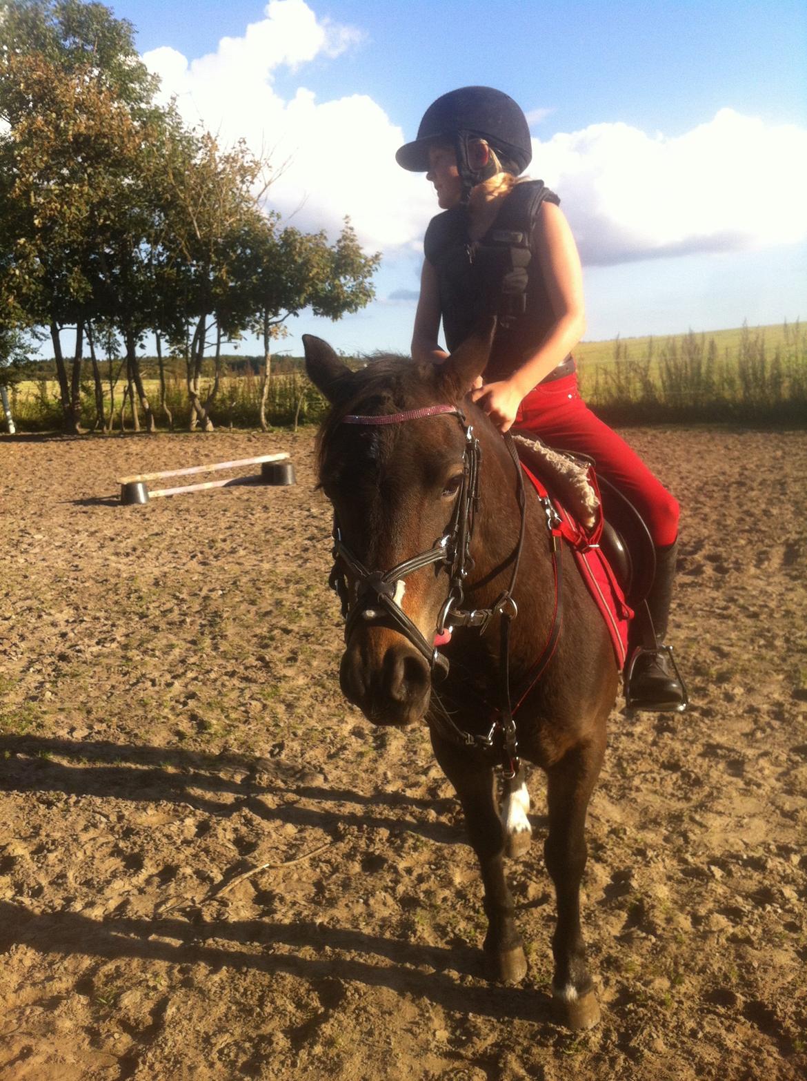 Anden særlig race Miss JJ billede 12