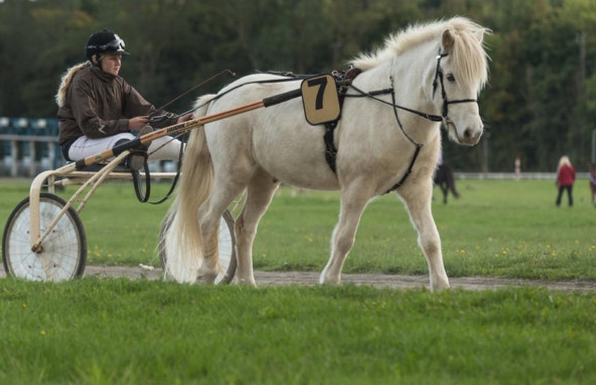 Islænder Ljómi fra Egeballegaard billede 8