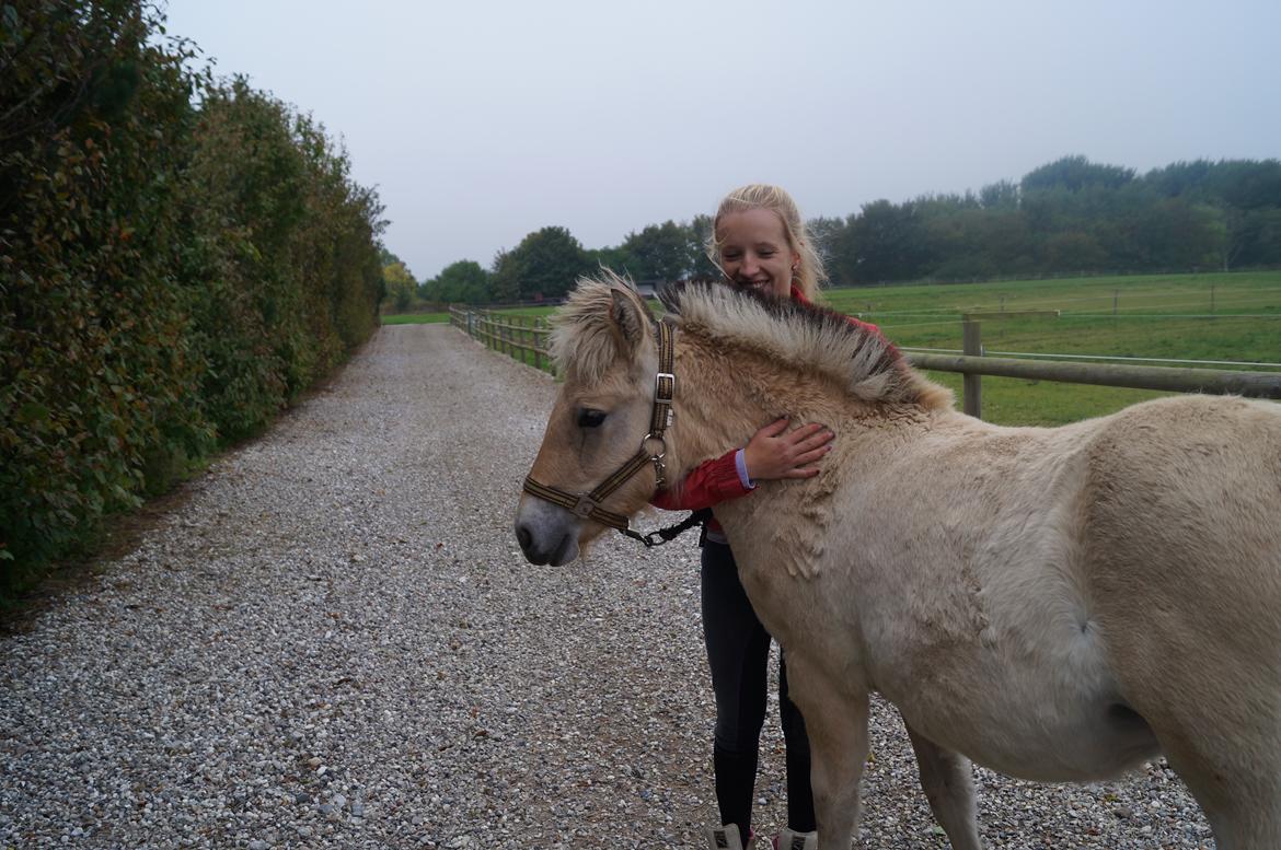 Fjordhest Højgaards Milo - 5/10 13 billede 28
