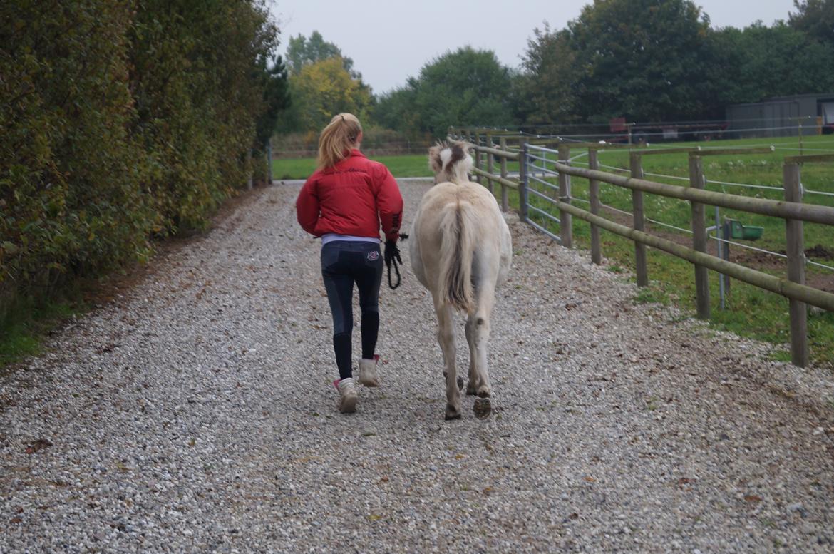 Fjordhest Højgaards Milo - 5/10 13 billede 30