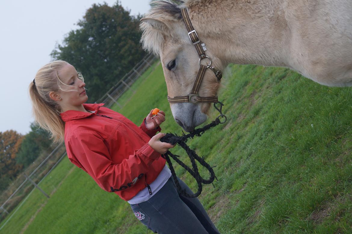 Fjordhest Højgaards Milo - 5/10 13 billede 31
