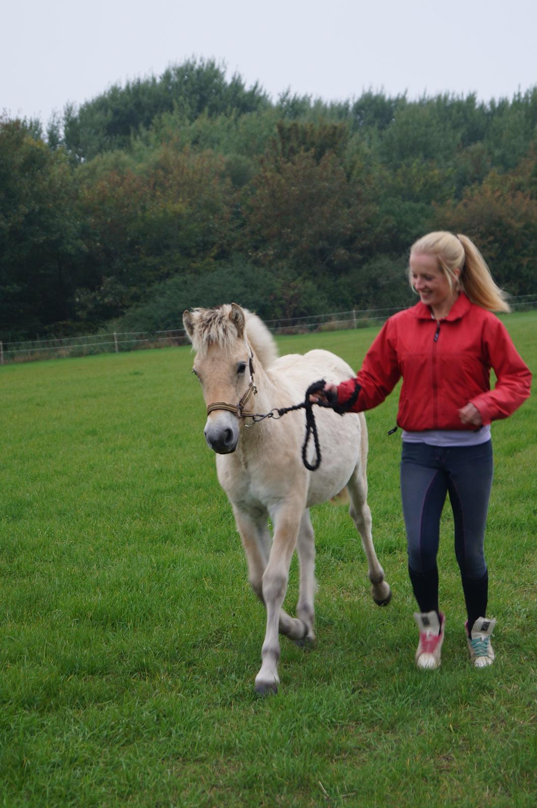 Fjordhest Højgaards Milo - 5/10 13 billede 32