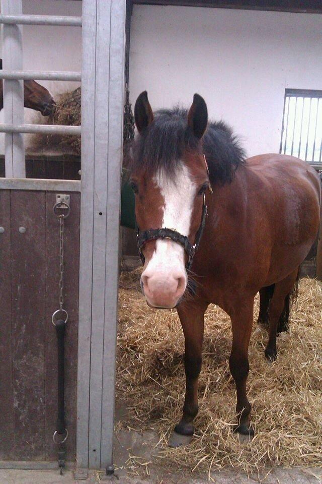 New Forest Nedergaards Motley Brown billede 12