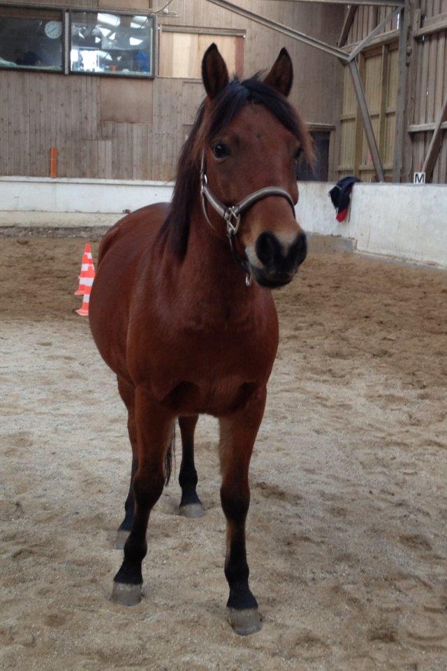 Anden særlig race Werbum billede 1