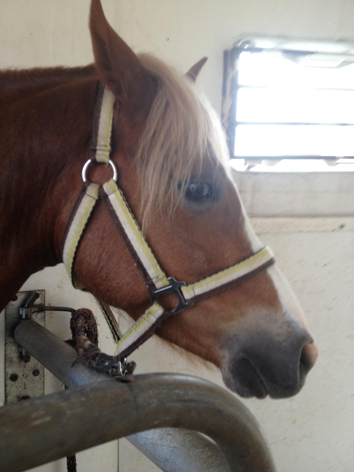 Welsh Pony (sec B) Clausholm volvo (IR) SOLGT - Første gang jeg så Volvo :´D billede 7