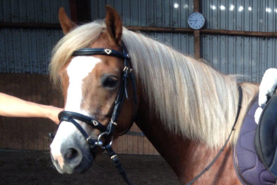 Welsh Pony (sec B) Clausholm volvo (IR) SOLGT - Første gang jeg skulle ride ham... billede 13
