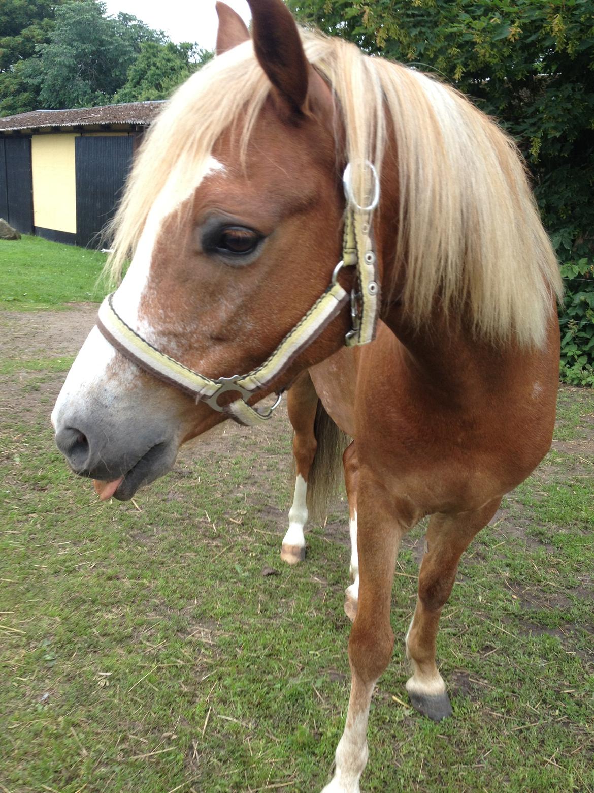 Welsh Pony (sec B) Clausholm volvo (IR) SOLGT - Han er bare så cute! :3 billede 12