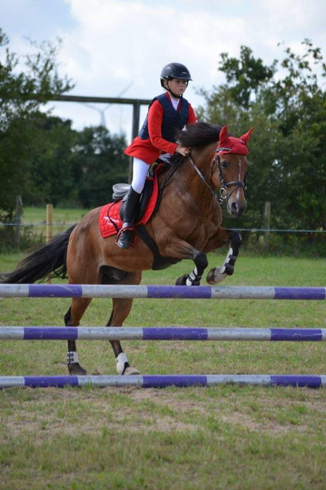 New Forest Langmarksgaards zorro billede 17