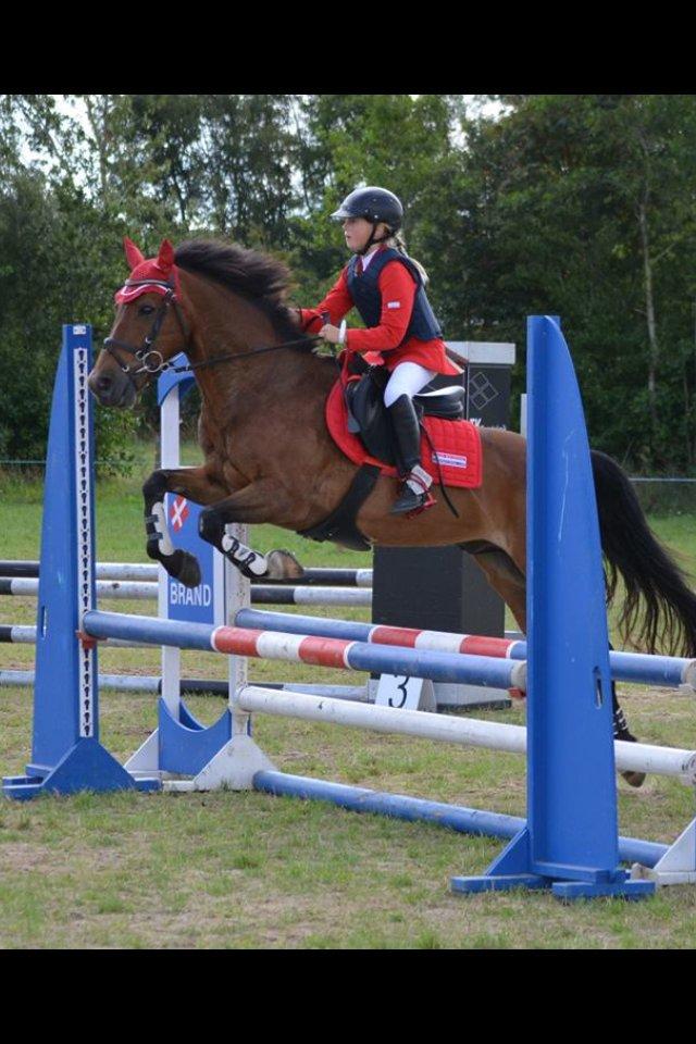 New Forest Langmarksgaards zorro billede 18