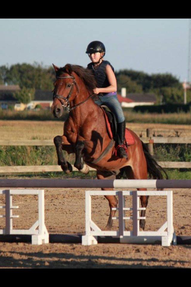 New Forest Langmarksgaards zorro billede 19