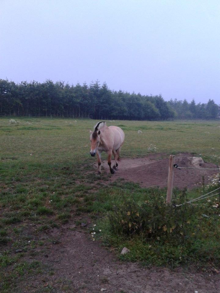 Fjordhest Mille - MILLE<3 billede 13
