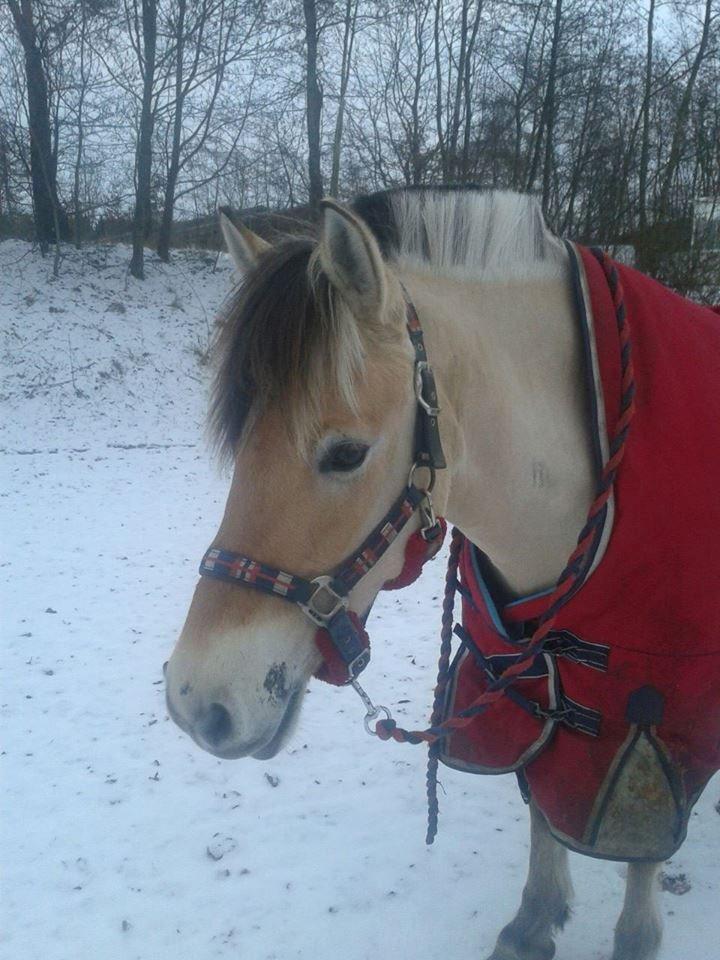 Fjordhest Mille - Fantastisk vinterbilled<3 billede 14