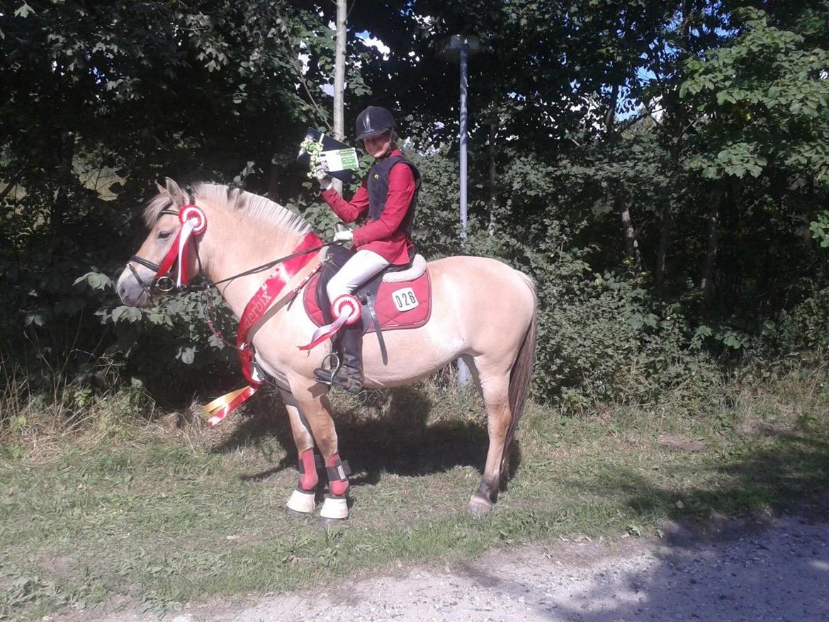 Fjordhest Mille billede 1