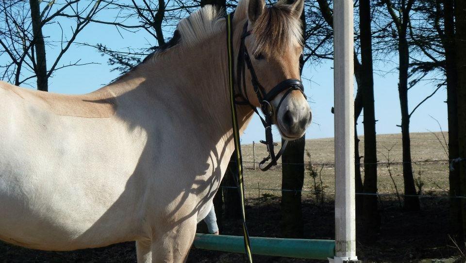 Fjordhest Mille - Helt igennem fantastisk<3 billede 15