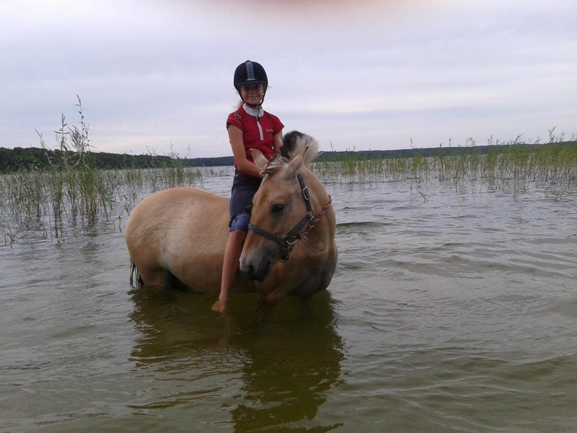 Fjordhest Mille - En dejlig tur til Madumsø<3 billede 17