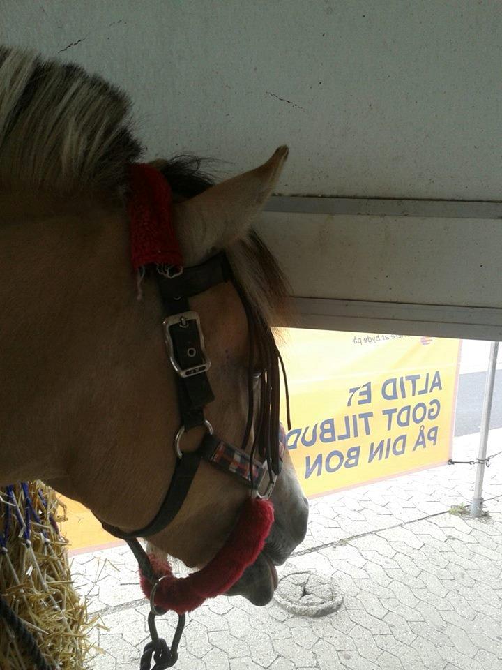 Fjordhest Mille billede 18