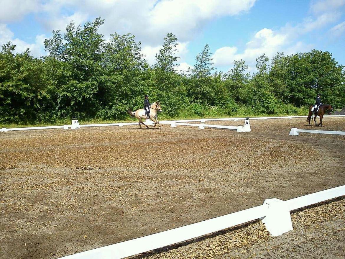 Fjordhest Mille - Dressur<3 billede 20