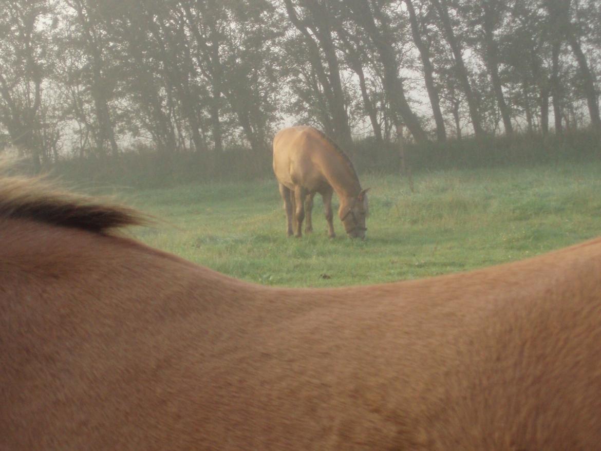 Anden særlig race RAS "Flotte fyr" - 6 Oktober 2013 billede 24