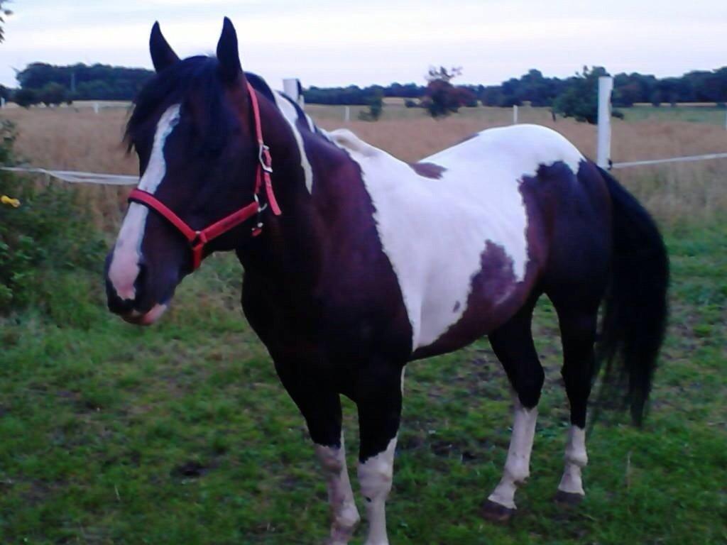 Paint San cutter cash billede 1