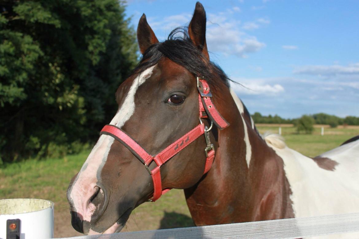 Paint San cutter cash billede 2