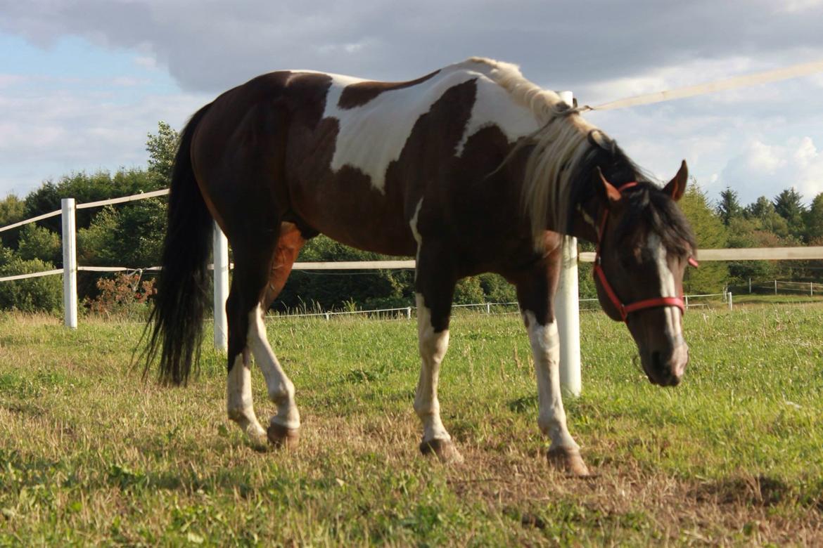 Paint San cutter cash billede 3