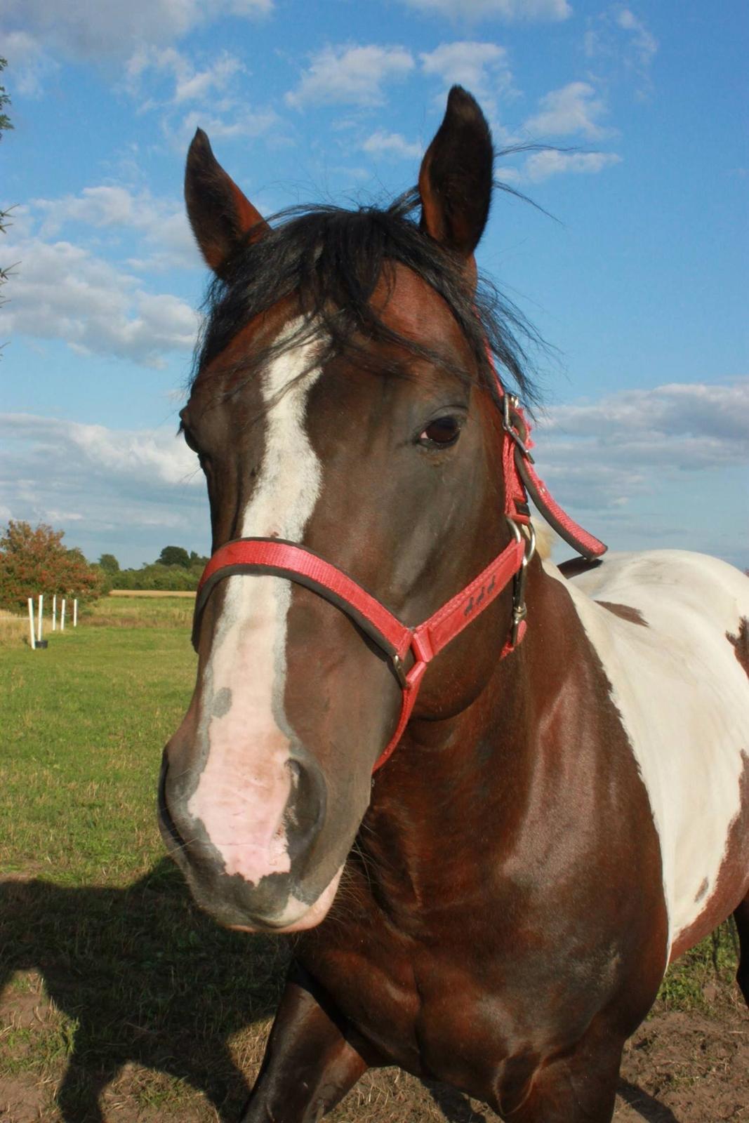 Paint San cutter cash billede 4