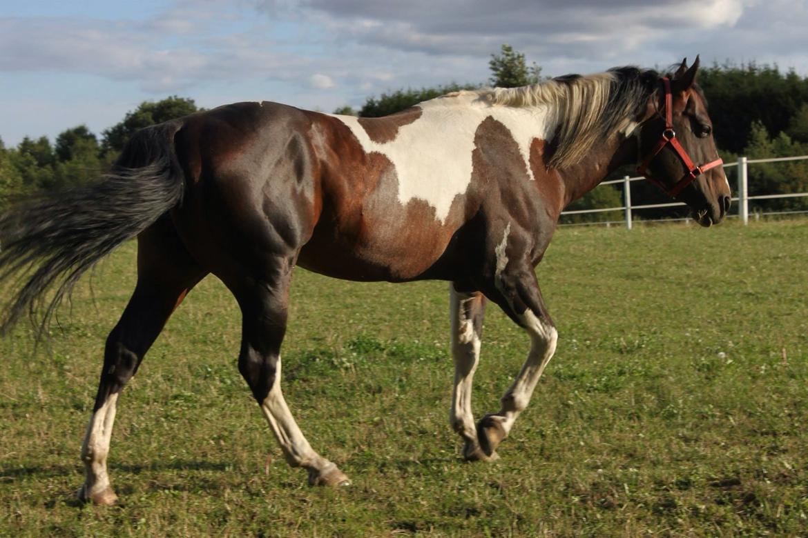 Paint San cutter cash billede 5