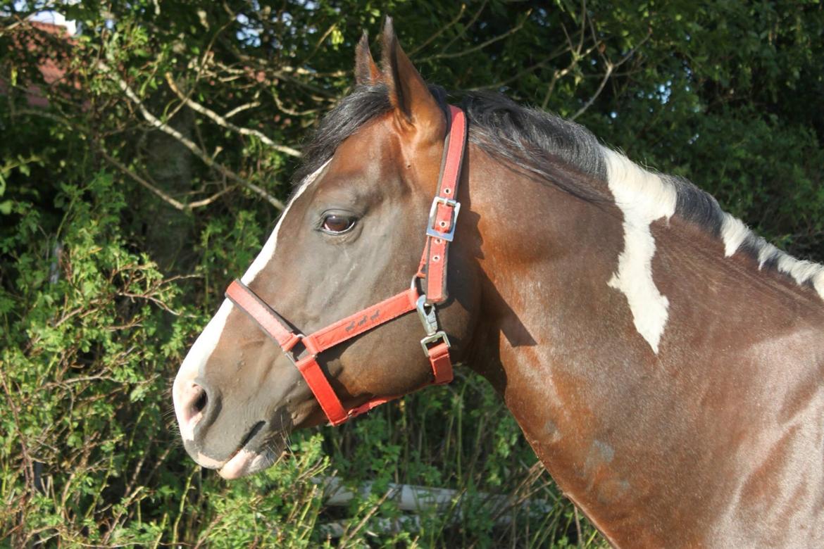 Paint San cutter cash billede 6