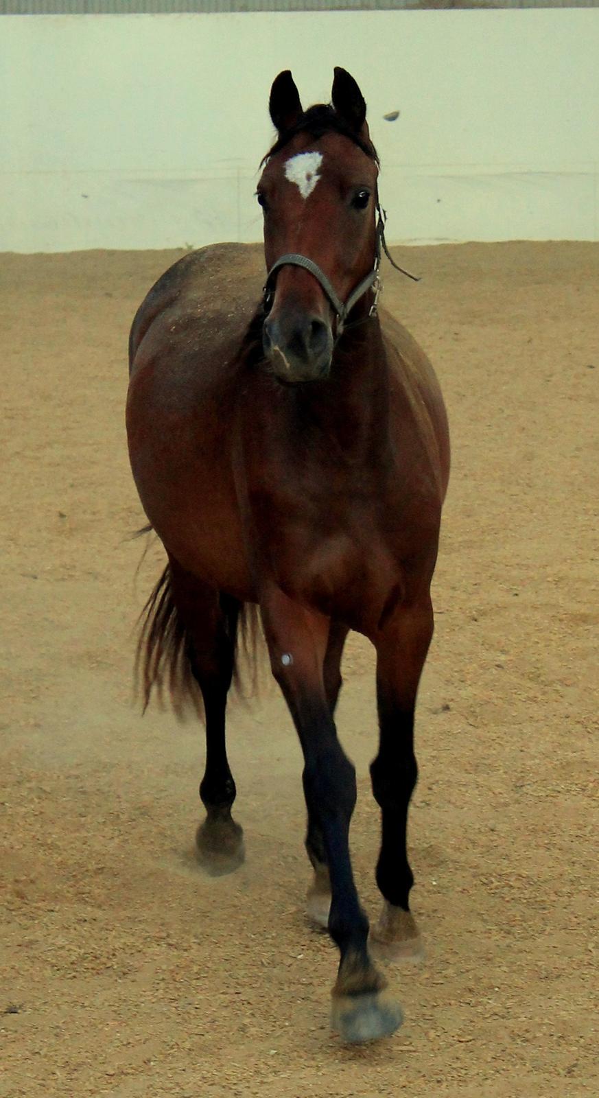 Dansk Varmblod Ganzthorn's Starlight Lux - Så fin hun er, den dejlige hest!! <3 billede 16