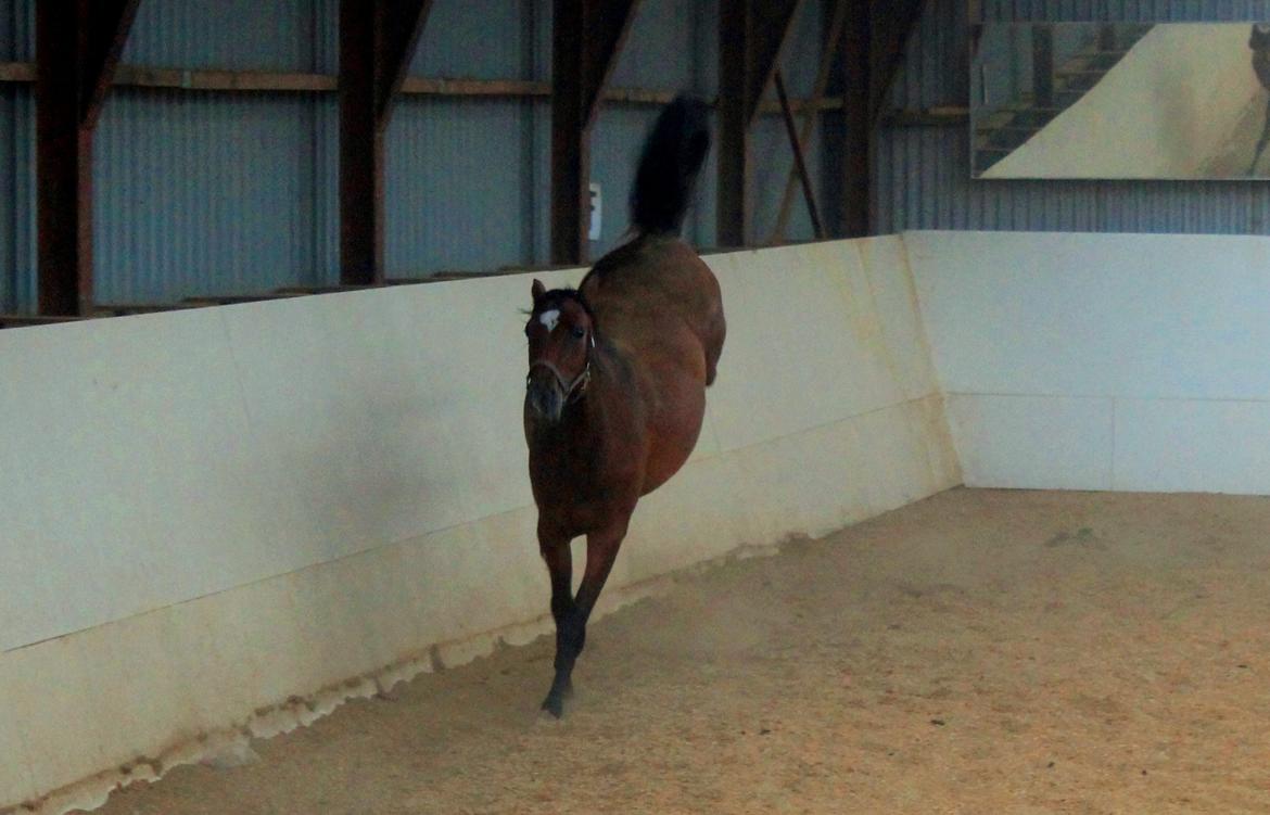 Dansk Varmblod Ganzthorn's Starlight Lux - Det er så dejligt at se hende sådan!! :D billede 20