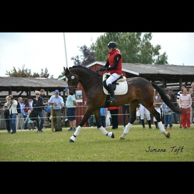 Dansk Varmblod Gerskovs Happy Hour **RIP** - Det fynske dyrskue 2013 billede 17