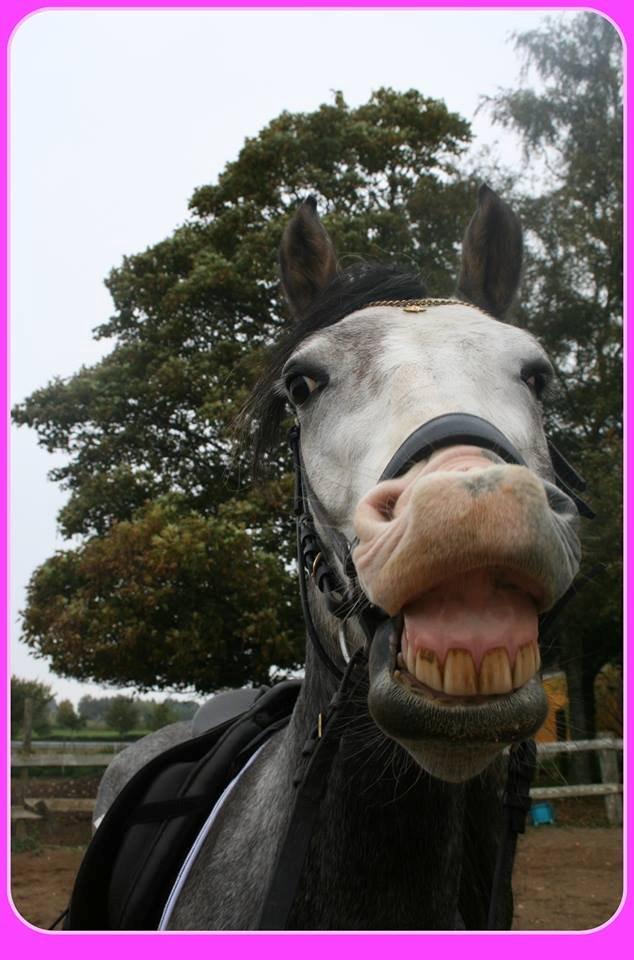 Anden særlig race Rolighedens Caruzo billede 12