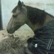 Connemara Happy Dream 